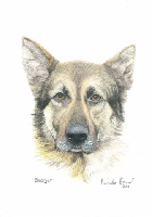 Coloured Pencil Drawing Police Dog